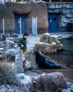 Zookeeper feeding african fur seals in the zoo. Royalty Free Stock Photo